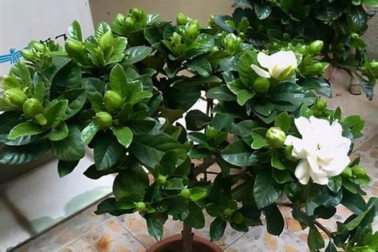 磷酸二氢钾浇月季花使用方法