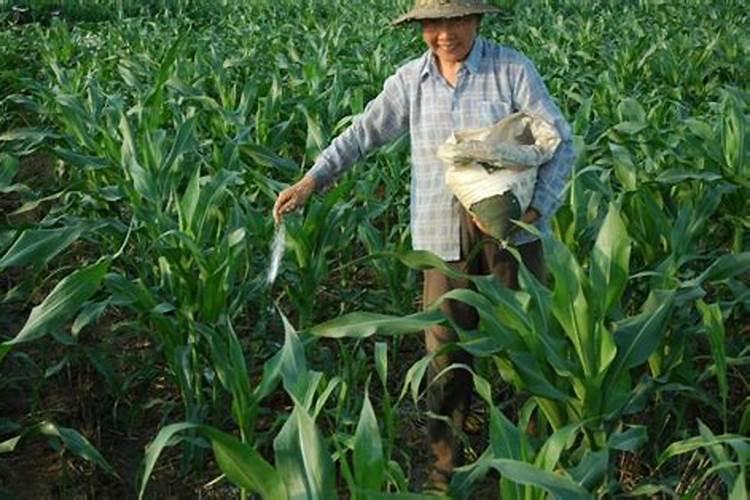 玉米底肥一次性施肥 氮磷钾 各用多少？