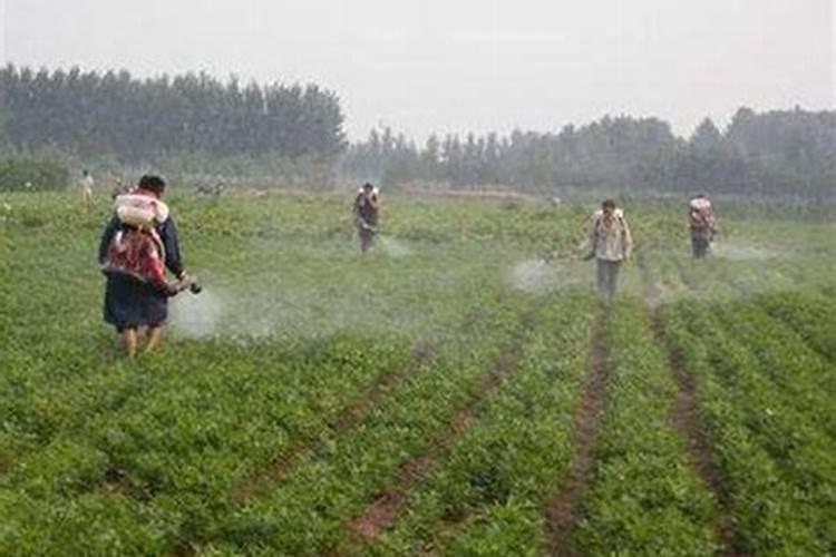 施叶面肥多久浇一次水好