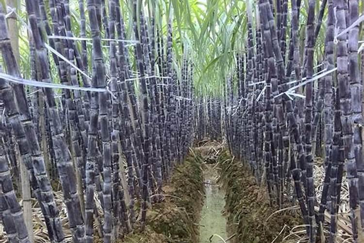 月季一年四季怎么施肥