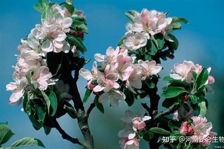 火龙果种子发芽后管理