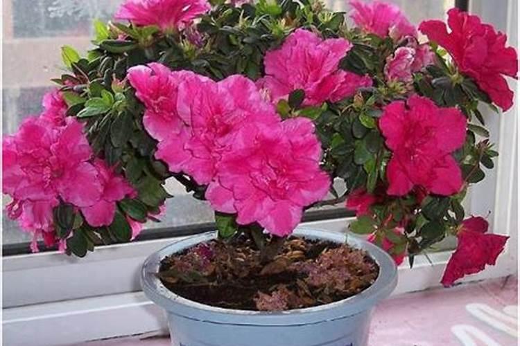 超市了买来的大蒜能种植吗？