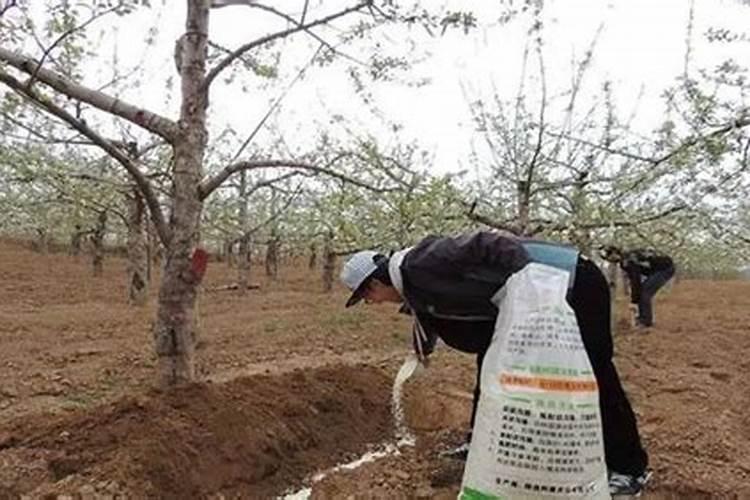 玉米拔节期用哪种水溶肥好