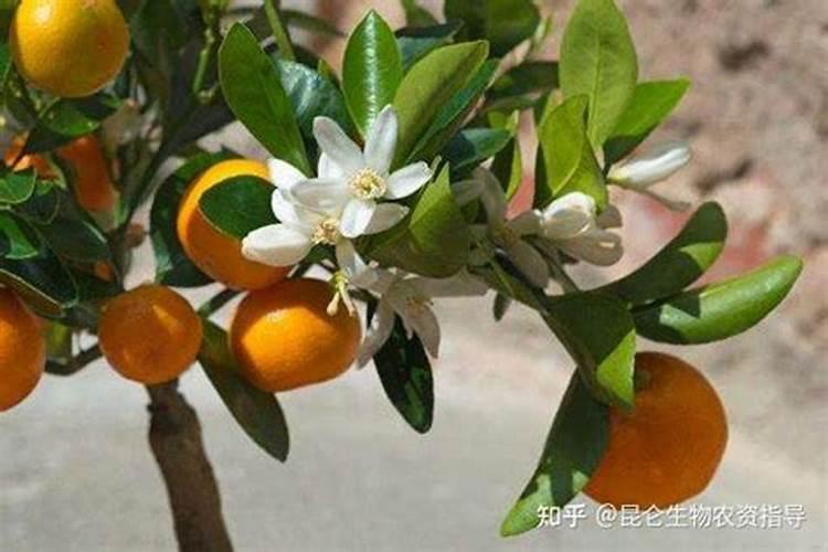 酵母发酵浓缩液干燥粉能在果树上用吗？