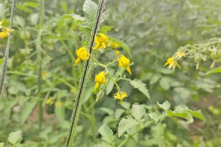 黄腐酸钾是钾肥吗,附使用方法和注意事项