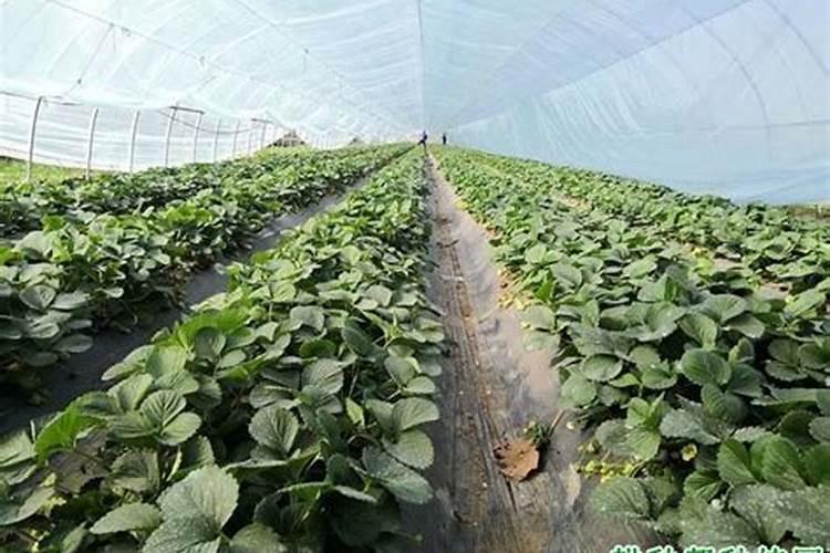 露天草莓的种植与管理