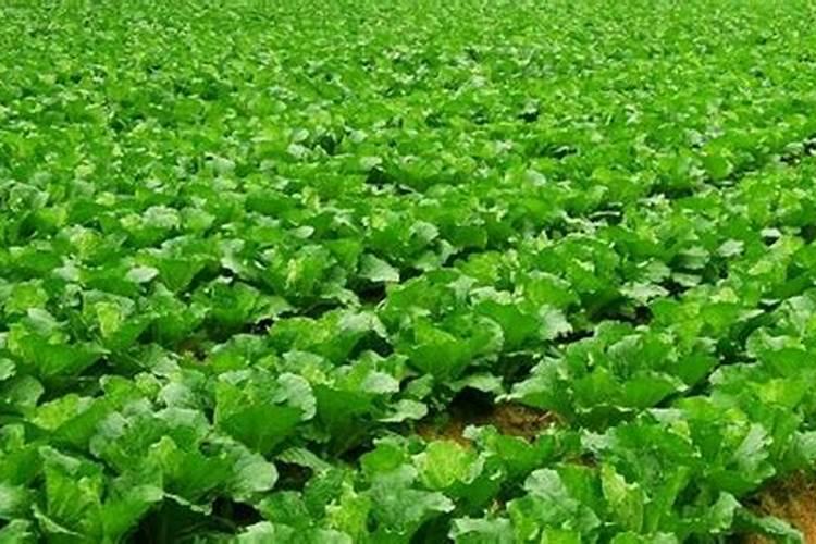 大棚香菜的种植方法 大棚香菜的种植方法简单介绍