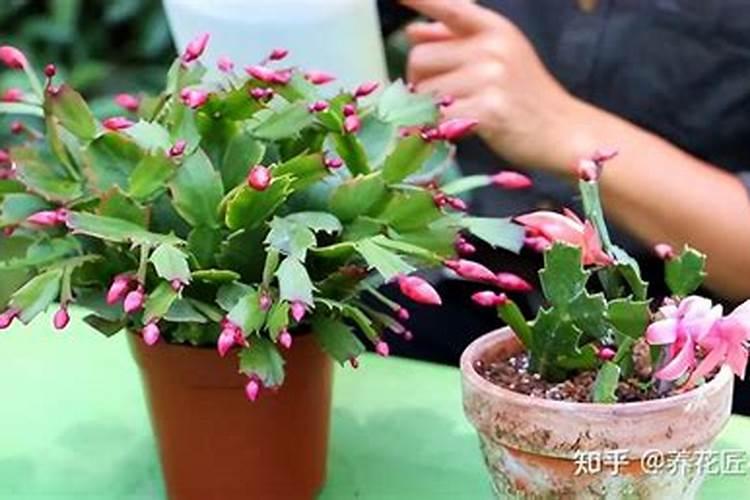 植物根系吸收营养的原理