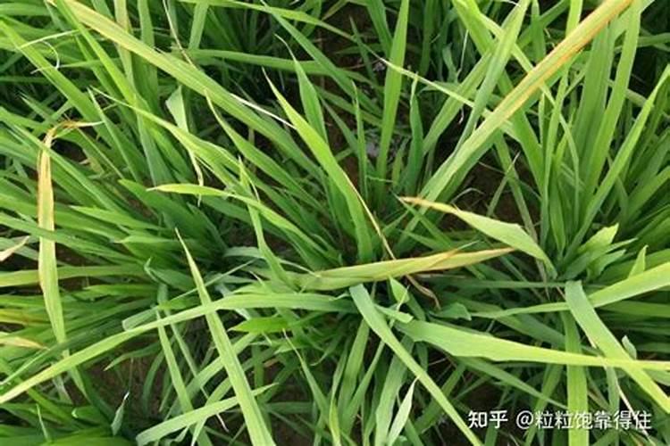 球兰花怎样才能养开花容易 球兰快速开花的小窍门