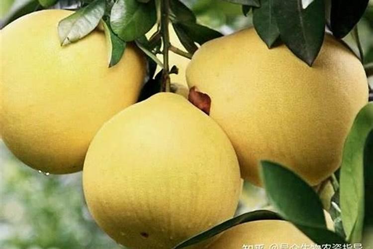 君子兰开花时需要施什么肥料？