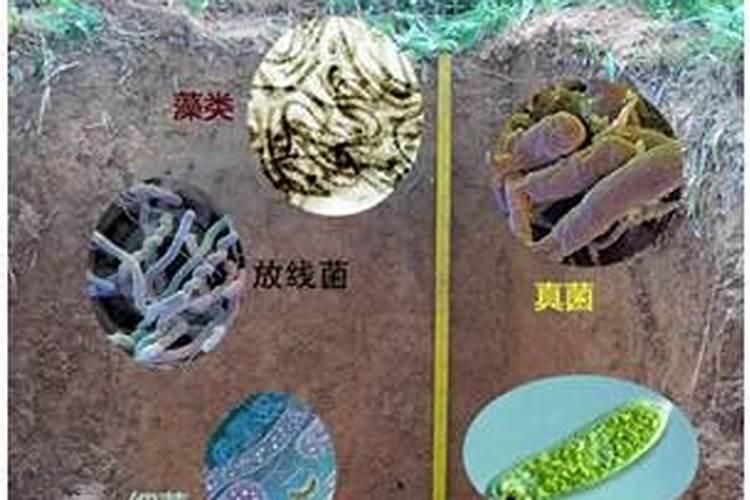 花生底肥用什么肥料好