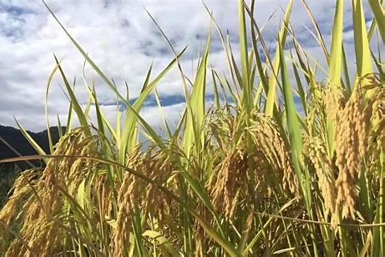 硼肥硼肥使用存在的误区