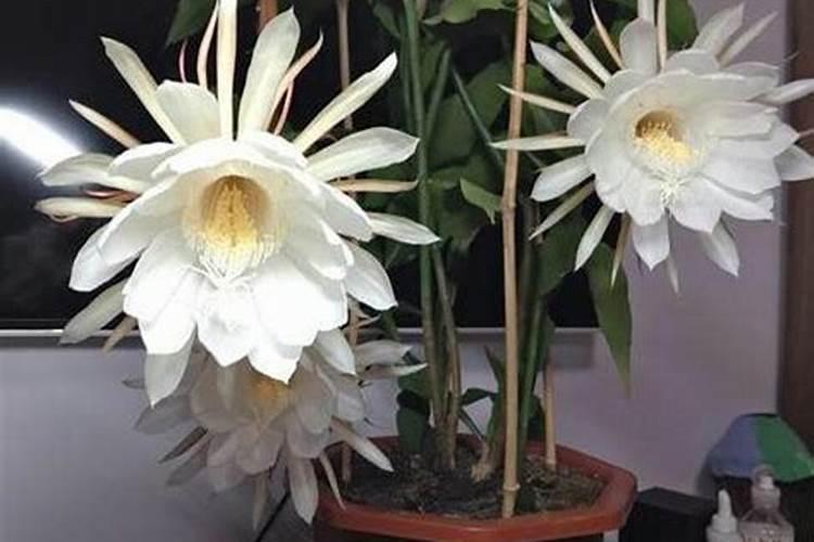 昙花施什么肥