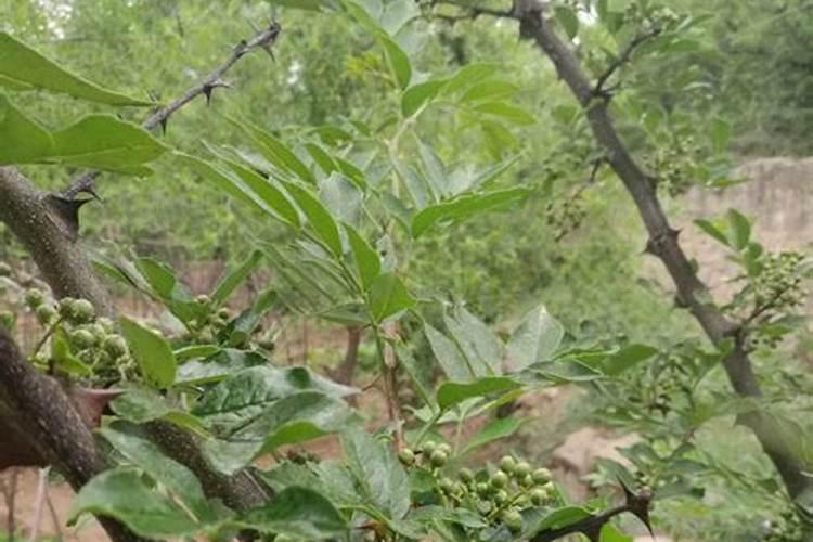 丝瓜施什么肥合适