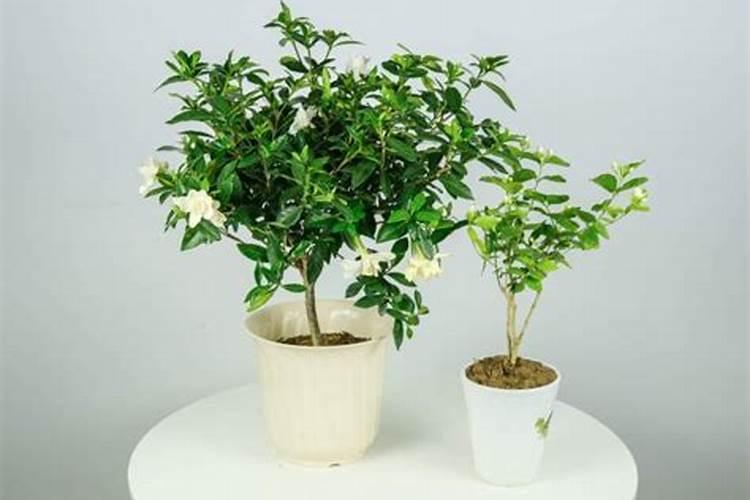 芸苔素稀释后能接触皮肤吗？