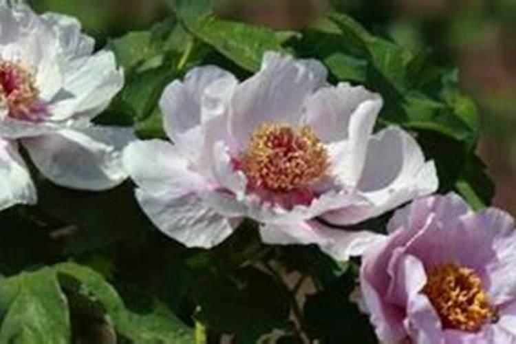 文心兰开花后怎么处理