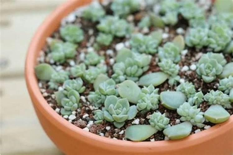 水培富贵竹怎么施肥