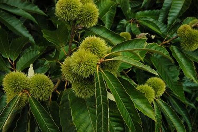 种植氮肥怎么转化