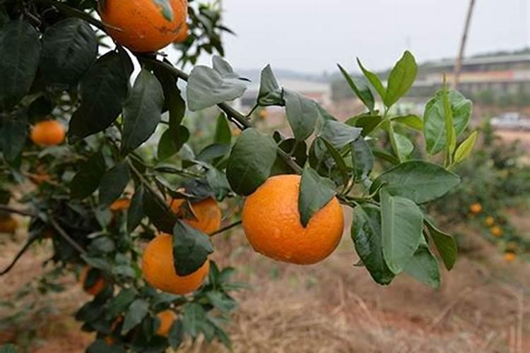 紫云英的栽培技术是什么