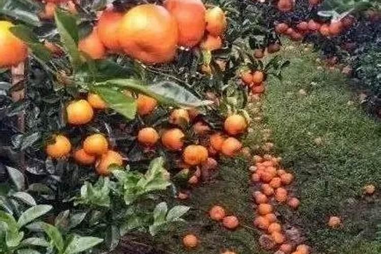 种柑橘用什么肥料最好