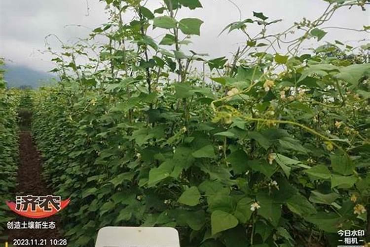 用什么肥料种值无筋豆,无筋豆颜色更绿？