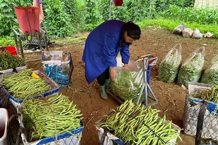 无筋豆施什么肥最好