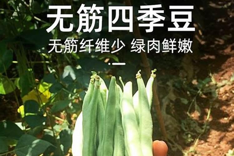 无筋豆这是什么病,谢谢