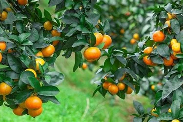 甲维虫螨腈一瓶可以兑多少水