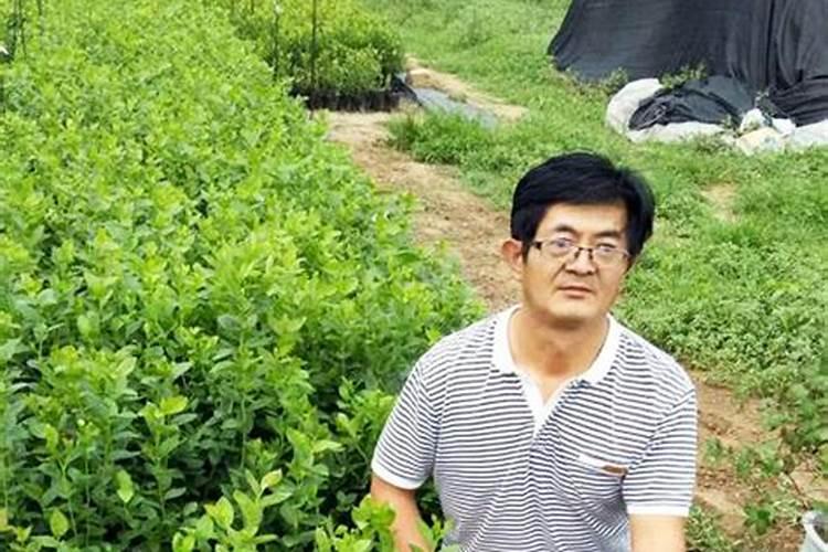 黄豆叶面肥什么时候打好 使用哪些肥料好