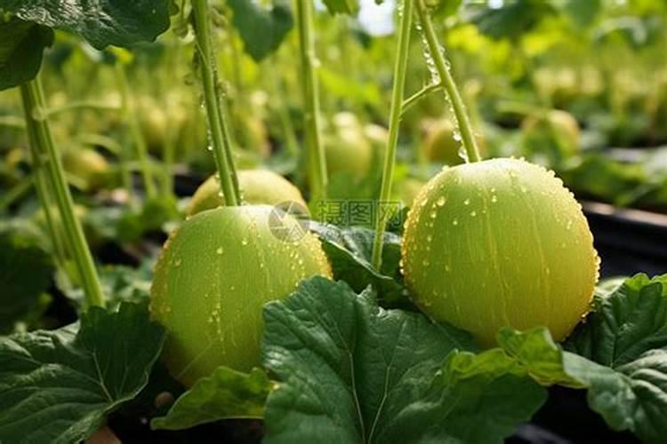 油叶子与白露沉香哪个好