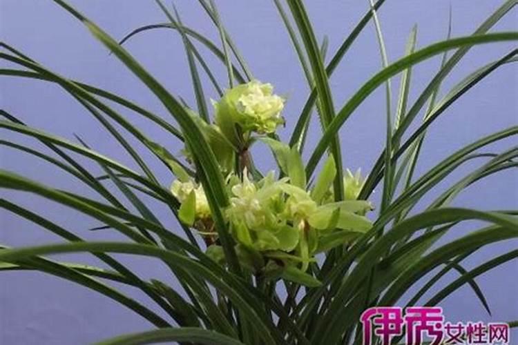 慧兰、剑兰、香兰等兰花能使用君子兰肥吗？
