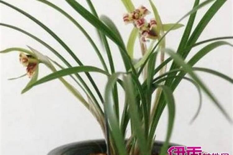 君子兰和兰花能同使一种有机克粒专用用吗？