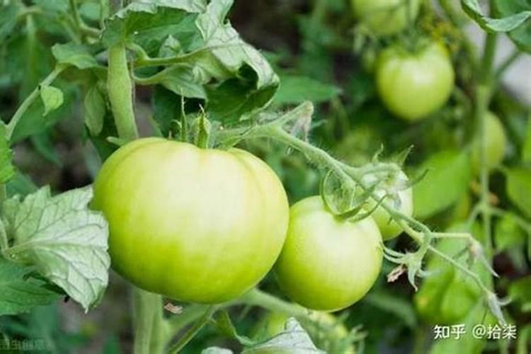 落叶直接埋土里能做肥料吗 树叶埋在地里可以做肥料吗