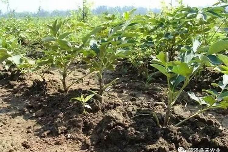 花岗岩 石灰岩 大理岩 砂岩的性质和用途,并分析它们具有不同性质的原因...