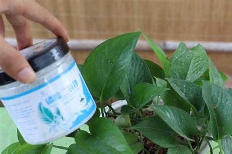 如何给绿萝施肥