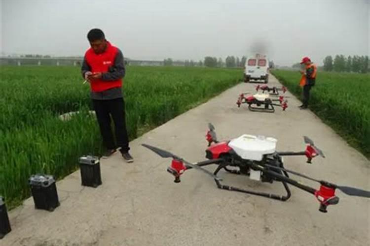 棉花为什么要打顶