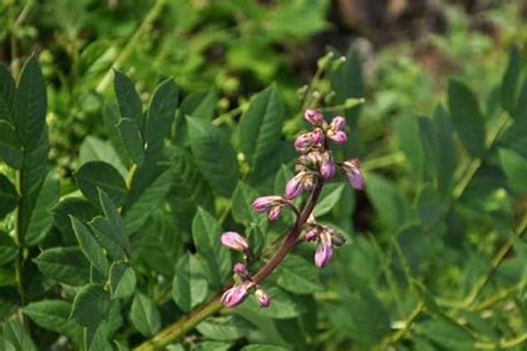 花生黄叶是什么病如何防止