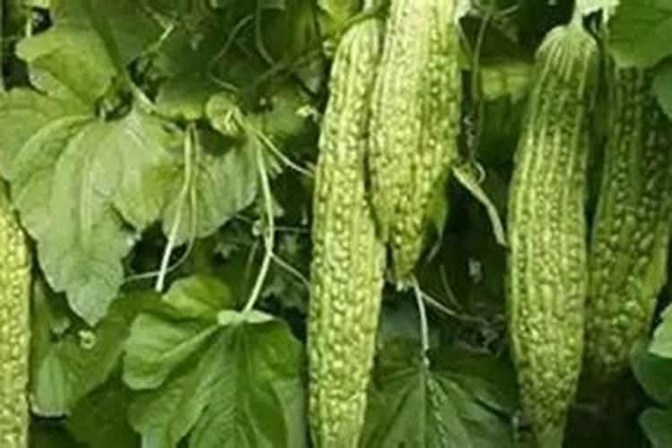 韭菜最忌三种肥料