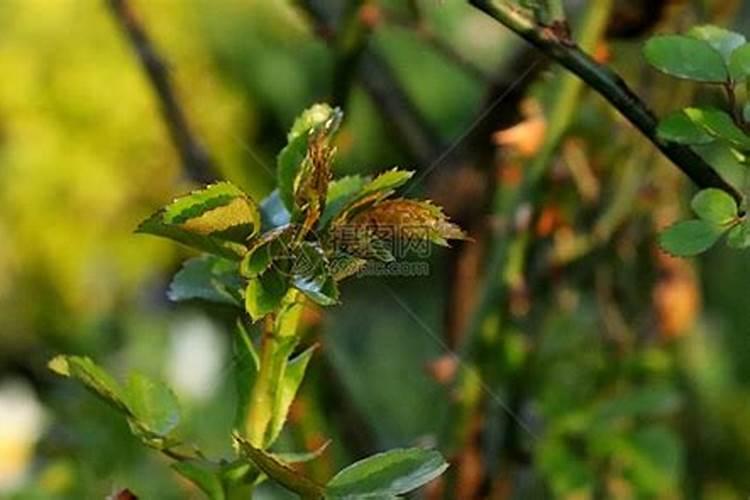 玫瑰施肥方法,用什么肥好