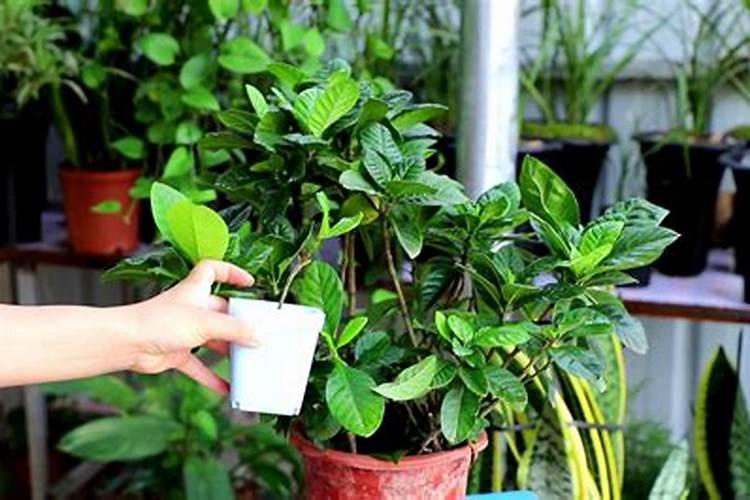 十月“栀子花”这么养,喷点“它”,叶子油绿花开一茬