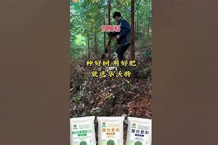 蝴蝶兰用什么肥最好