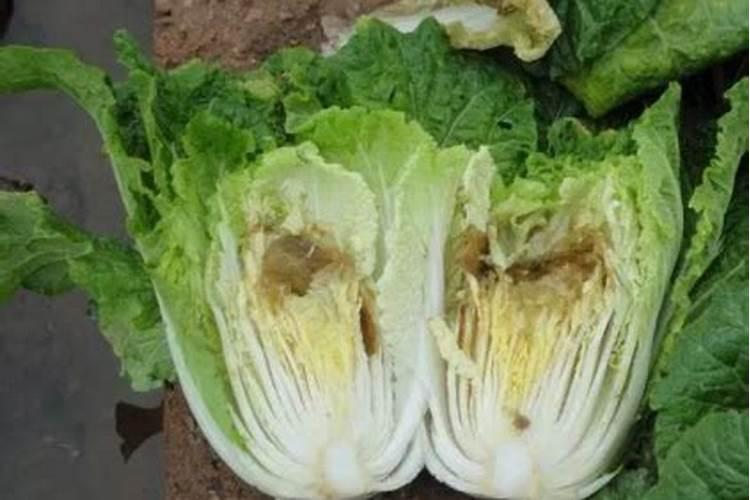 草莓叶子上长白粉是怎么回事？