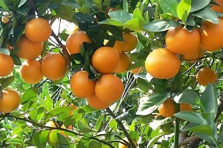 月季花叶片上长白东西,像霜打的似的 用什么药啊