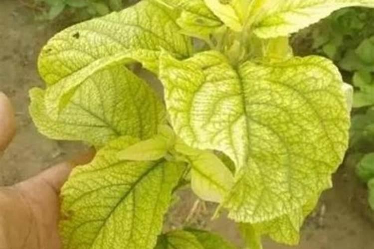 植物叶子发黄生长缓慢,请问用什么肥料