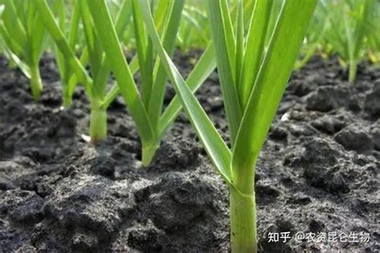 酸二氢钾 在茄子上 用多少 一是亩地？