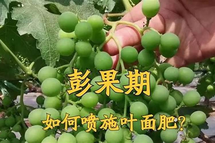 茄子幼苗怎样施用磷酸二氢钾？
