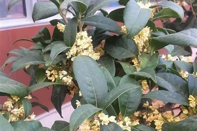 果树钙肥补多了会中毒吗