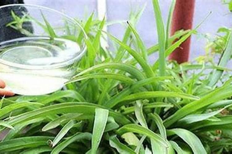 碳铵怎么兑水浇菜？