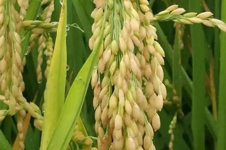 小麦追肥用什么肥料好