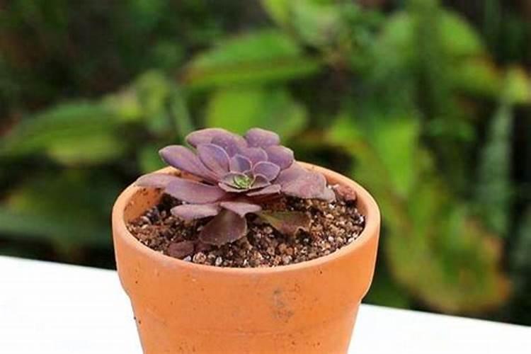 黑法师用什么肥料好